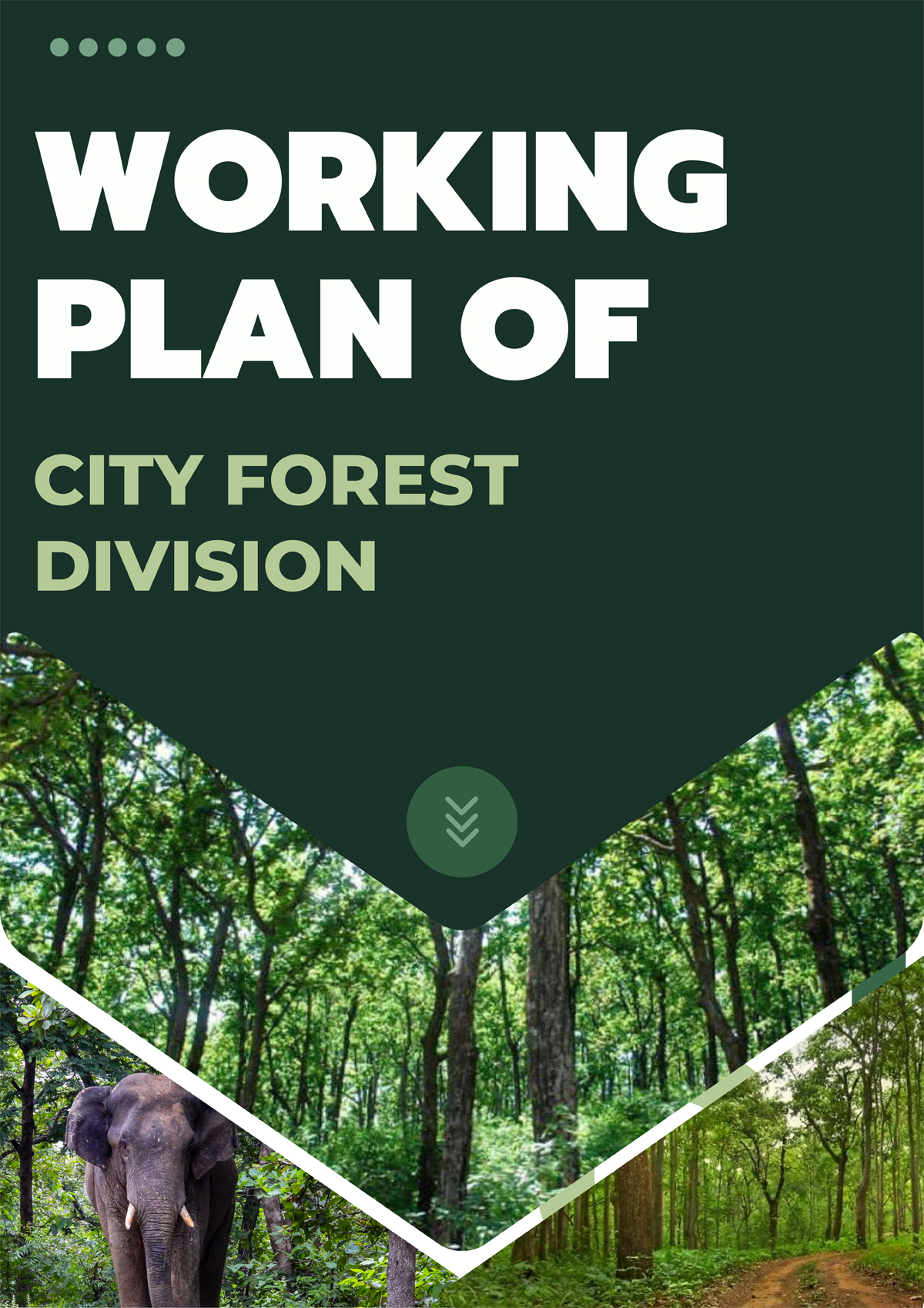 City Forest Division